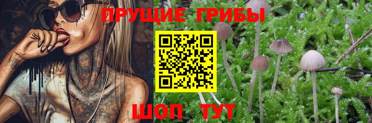 Псилоцибиновые грибы Psilocybe  Псилоцибиновые грибы мицелий  Вход с VPN  Дзержинск 